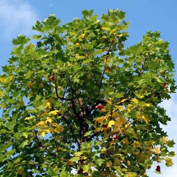 ユリノキの投稿画像一覧 Greensnap グリーンスナップ