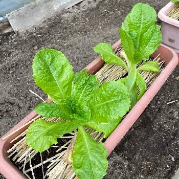 サンチュの投稿画像一覧 Greensnap グリーンスナップ