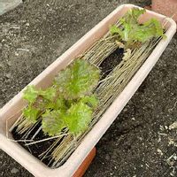 サニーレタスの育て方 植え付けや収穫時期は プランター栽培できる Greensnap グリーンスナップ