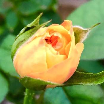 バラのつぼみの投稿画像一覧 Greensnap グリーンスナップ