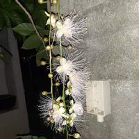 ギンバイカ 銀梅花 の育て方 剪定方法は 鉢植えでも育てられる Greensnap グリーンスナップ ギンバイカ 銀梅花 の育て方 剪定方法は 鉢植えでも育てられる Greensnap グリーンスナップ