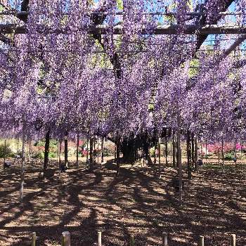 フジの花の投稿画像一覧 Greensnap グリーンスナップ