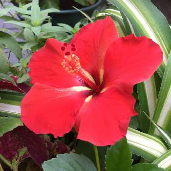 南国のお花の投稿画像一覧 Greensnap グリーンスナップ