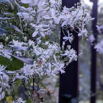 クレマチス✽の画像 by 秋草さん | バルコニー/ベランダとクレマチスと白い花シリーズ❣️と白・しろ・ホワイトとクレマチス✽と白い花と白い花マニア