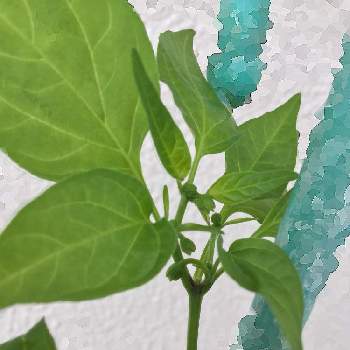 牛乳パック栽培の投稿画像一覧 Greensnap グリーンスナップ