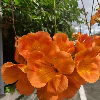 のうぜんかずら (凌霄花)の画像 by Kay_Tama-gsk さん | アプローチとのうぜんかずら (凌霄花)とカラフルとオレンジ色の花と南国の花と南国植物と亜熱帯性の花と鮮やか とオレンジ色と亜熱帯植物