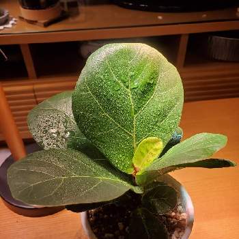 ダイソー300円観葉植物の投稿画像一覧 Greensnap グリーンスナップ