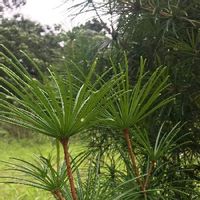 コウヤマキ 高野槙 の育て方 植え付け時期は 剪定や挿し木の方法は Greensnap グリーンスナップ コウヤマキ 高野槙 の育て方 植え付け時期は 剪定や挿し木の方法は Greensnap グリーンスナップ