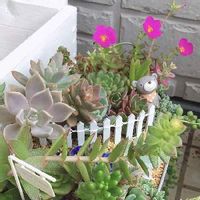 火祭りの育て方 置き場所やかんたんな増やし方は Greensnap グリーンスナップ