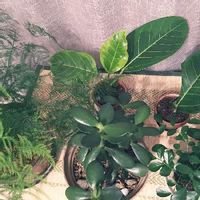 金のなる木の育て方 剪定や挿し木 植え替えの方法は 花を咲かせるコツはなに Greensnap グリーンスナップ