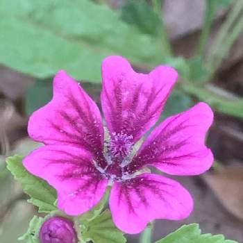 コモンマロウ モルチアナの一覧 Greensnap グリーンスナップ