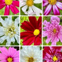 コスモス,いつもありがとう♡,種から,零れ種,癒し…♡の画像