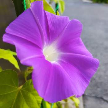 紫組♪の画像 by プリンさん | 車庫とアサガオと紫組♪