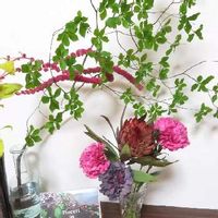 ドウダンツツジの育て方 植え替えや肥料の時期は 鉢植えもできる Greensnap グリーンスナップ ドウダンツツジの育て方 植え替えや肥料の時期は 鉢植えもできる Greensnap グリーンスナップ