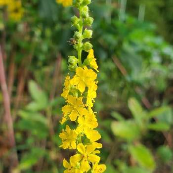 キンミズヒキ の投稿画像一覧 Greensnap グリーンスナップ