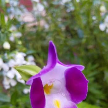 アンゲロニア♪の画像 by ともこさん | 小さな庭とトレニア☆と夏の花とアンゲロニア♪とこぼれ種とガーデニングと花のある暮らし