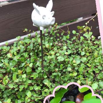 ワイヤープランツの実の投稿画像一覧 Greensnap グリーンスナップ