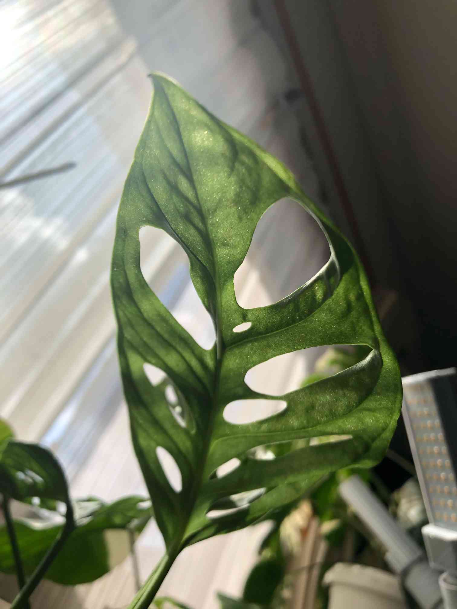 モンステラ エスケレートの一覧｜🍀GreenSnap（グリーンスナップ）