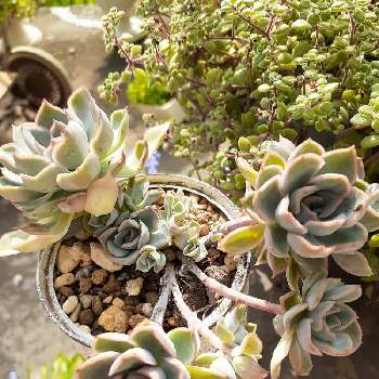 ジャシリー の投稿画像一覧 Greensnap グリーンスナップ