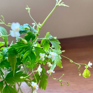 フウセンカズラ,野草,飾る,白色の花,ムクロジ科の画像