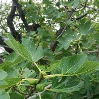 桑 マルベリー の木の育て方 剪定方法や収穫の時期は Greensnap グリーンスナップ