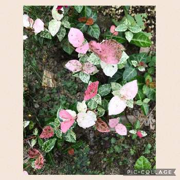 ハツユキカズラ♡の画像 by kayさん | 小さな庭とハツユキカズラとカラーリーフとピンクの葉っぱとピンクとハツユキカズラ♡とリーフといいね❤️フォロー❤️コメント❤️ありがとうと大人可愛い
