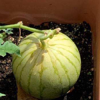 小玉スイカ栽培の投稿画像一覧 Greensnap グリーンスナップ