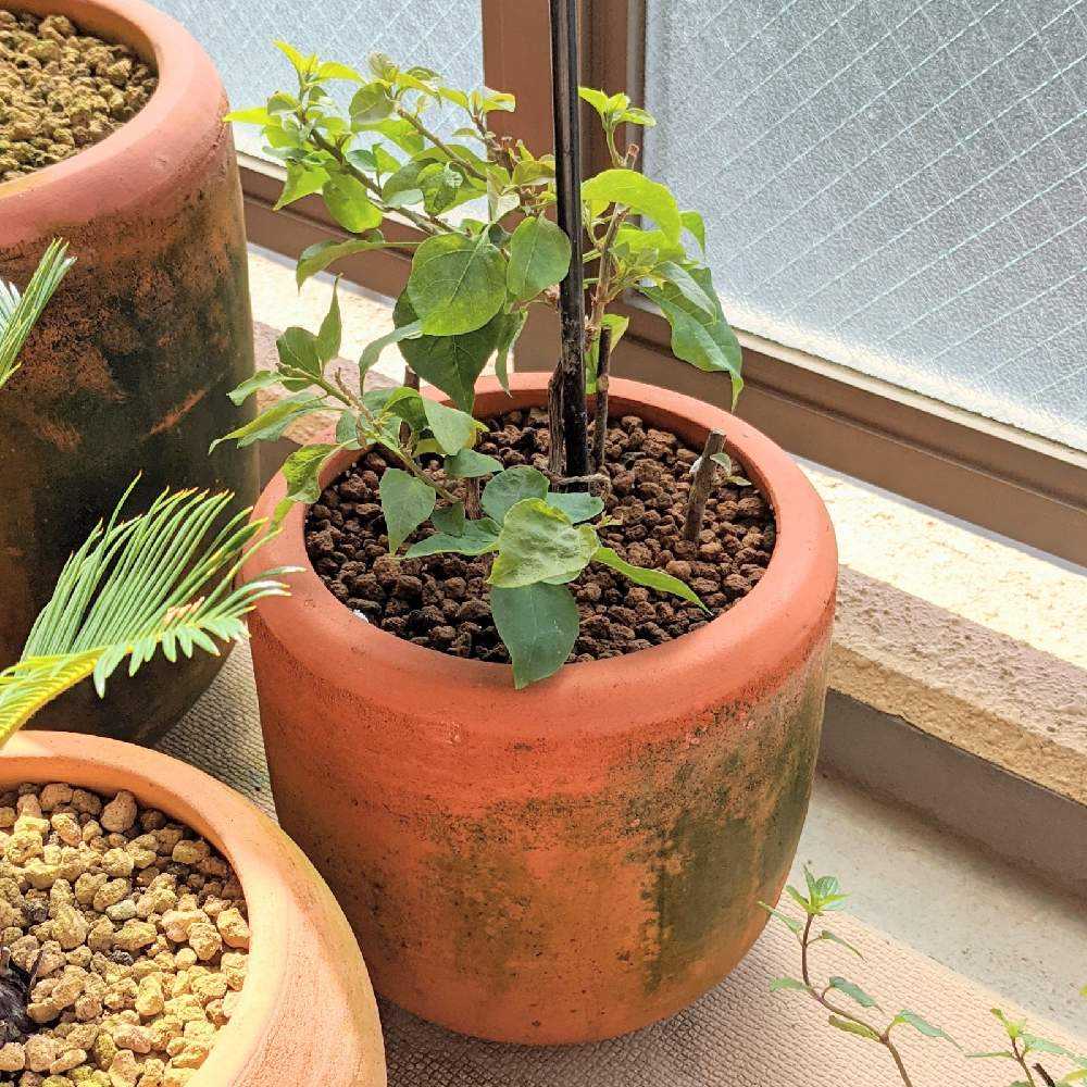 Ysh_sugawara69ページ ブーゲンビリア 鉢植え 観葉植物 お手軽観葉植物