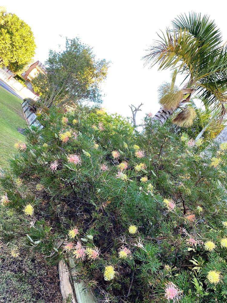 オージープランツ大好きの投稿画像 By マッキーさん ブリスベンと雲仲間とaustralia Qldとグレビレア ピーチズアンドクリームとオーストラリア とオージープランツとaustralia Brisbaneとオージープランツ大好きとブリスベンと雲仲間とaustralia Qldとグレビレア ピーチズ