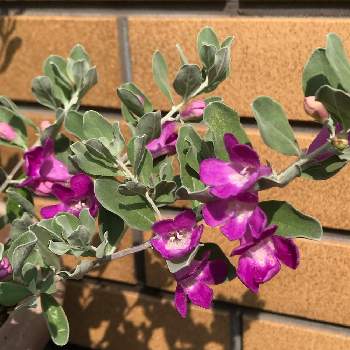 レウコフィルム フルテスケンスの投稿画像一覧 Greensnap グリーンスナップ