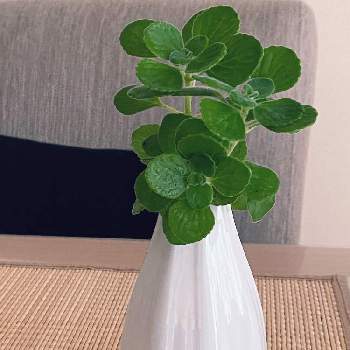 アロマティカス水差しの投稿画像一覧 Greensnap グリーンスナップ アロマティカス水差しの投稿画像一覧 Greensnap グリーンスナップ