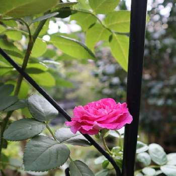 バラ ミステリューズの画像 by きっぺぇさん | 小さな庭とバラとバラ ミステリューズと花のある暮らしとおうち園芸