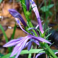 サワギキョウ,沢桔梗,青い花,水辺の植物,キキョウ科の画像