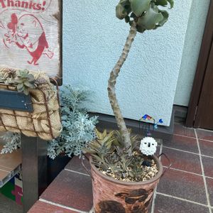 シロタエギク,ゴールデンラビット,黒兎耳,仙女の舞,カランコエ ベハレンシス 仙女の舞の画像