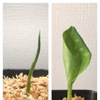 アグラオネマの投稿画像一覧 Greensnap グリーンスナップ