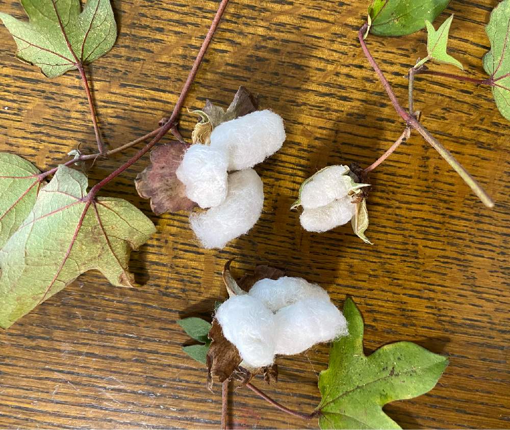 和綿の投稿画像 By Kyrtさん 綿栽培とドライフラワーと季節の花とおうち園芸と観賞用と花いろいろと花のある暮らしと切り花 21月8月27日 Greensnap グリーンスナップ