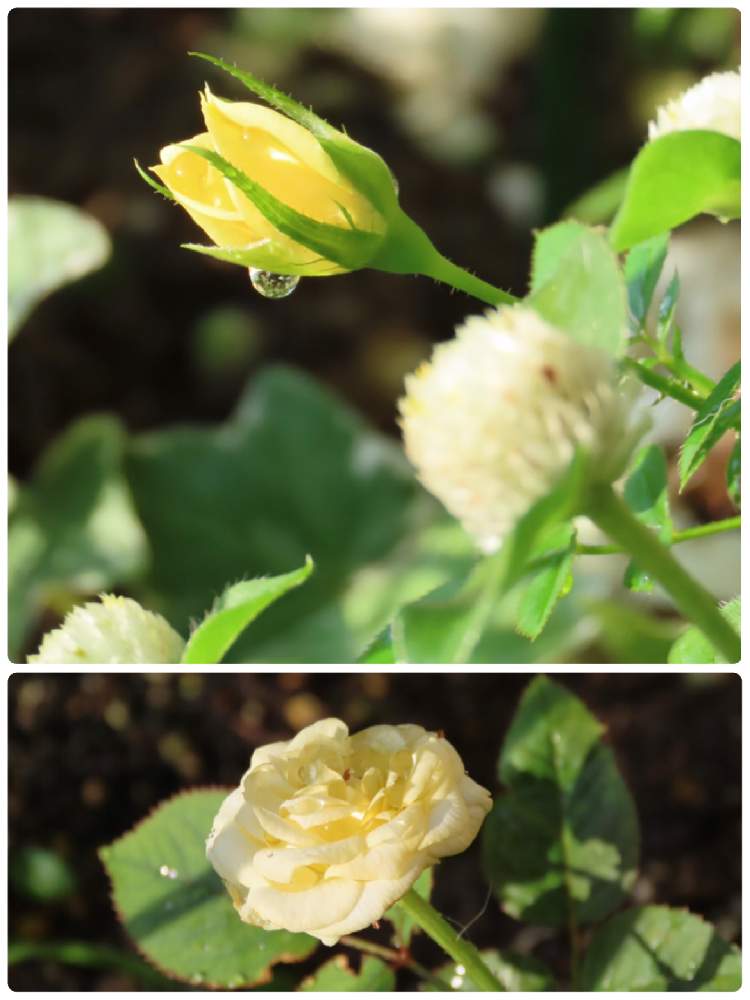 の画像 by mahosihoさん | ステップアップローズ グリーンランドとミニバラと金曜日の蕾たちと夏の庭にてと花壇とつぼみと黄色い花と白い花