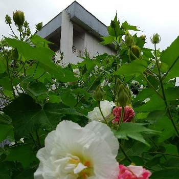 華やかな花の投稿画像一覧 Greensnap グリーンスナップ