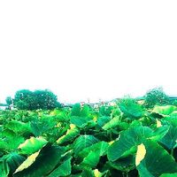 里芋 サトイモ の育て方 栽培 種芋の植え付け時期 植え方は 芽出しのコツは Greensnap グリーンスナップ