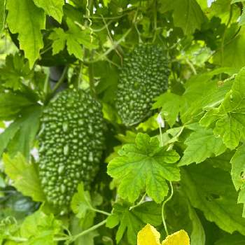 実を食べられる植物の投稿画像一覧 Greensnap グリーンスナップ