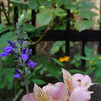 アルストロメリア鉢栽培の画像 by raizouさん | アルストロメリアとサルビアとサルビアインディゴスパイヤーとアルストロメリア鉢栽培とS･インディゴスパイヤー