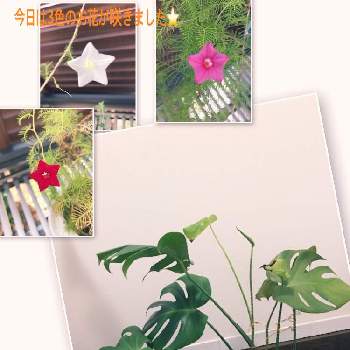 モンステラ♡の画像 by ecoさん | 玄関とモンステラ♡と毎日pic出来たら良いな♡と星咲きるこう草