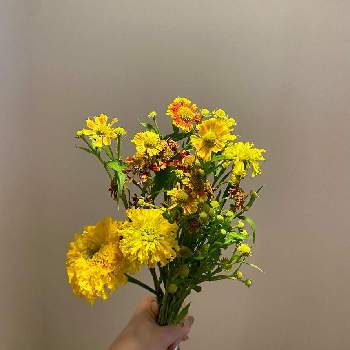 ヘレニウム（団子菊）の画像 by rchanさん | 部屋とヘレニウム（団子菊）とマリーゴールドとマリーゴールドと花のある生活と花いろいろと君も花が好きなのかと花のある暮らしと切り花とiPhone撮影