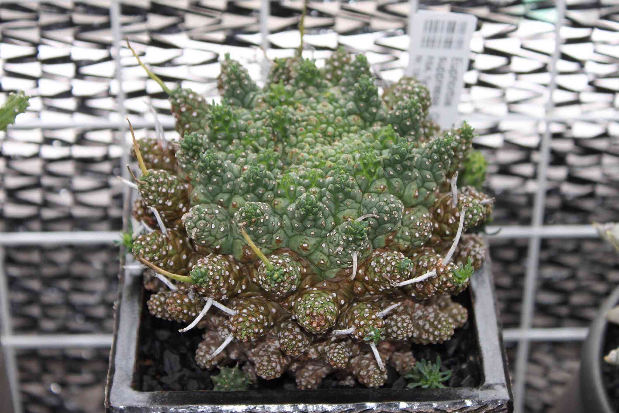 ユーフォルビア スプレッサ Euphorbia supressa 希少種 良型