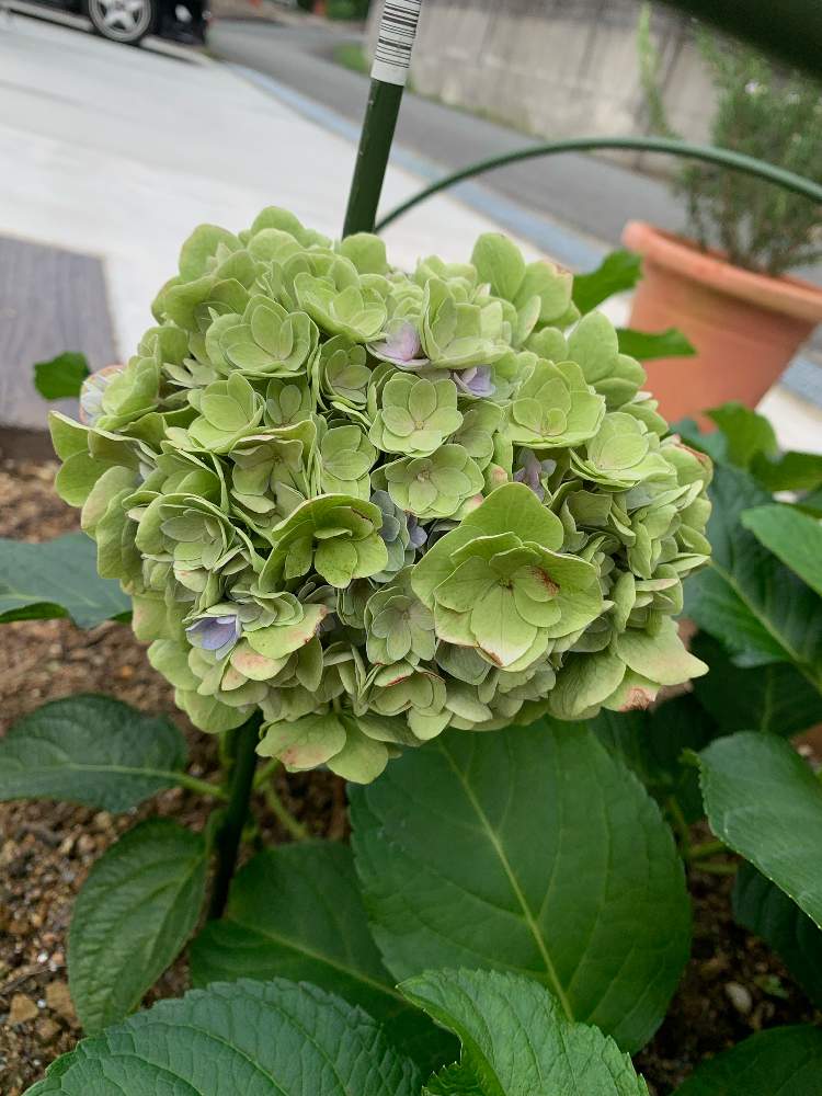 紫陽花 Keikoの投稿画像 By はちはちはっちさん 開花と開花中と花と緑のある暮らしとお顔がこんにちはとあじさい大好きと小さな花壇と夏の花とおうち園芸と秋色とガーデニング初心者とアジサイ 紫陽花と花いろいろと君も花が好きなのかとガーデニングと元気に育ててます 紫陽花 Keikoの投稿画像 By はちはちはっちさん 開花と開花中と花と緑のある暮らしとお顔がこんにちはとあじさい大好きと小さな花壇と夏の花とおうち園芸と秋色とガーデニング初心者とアジサイ 紫陽花と花いろいろと君も花が好きなのかとガーデニングと元気に育ててます