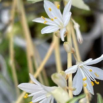 オリズルランの花の投稿画像一覧 Greensnap グリーンスナップ
