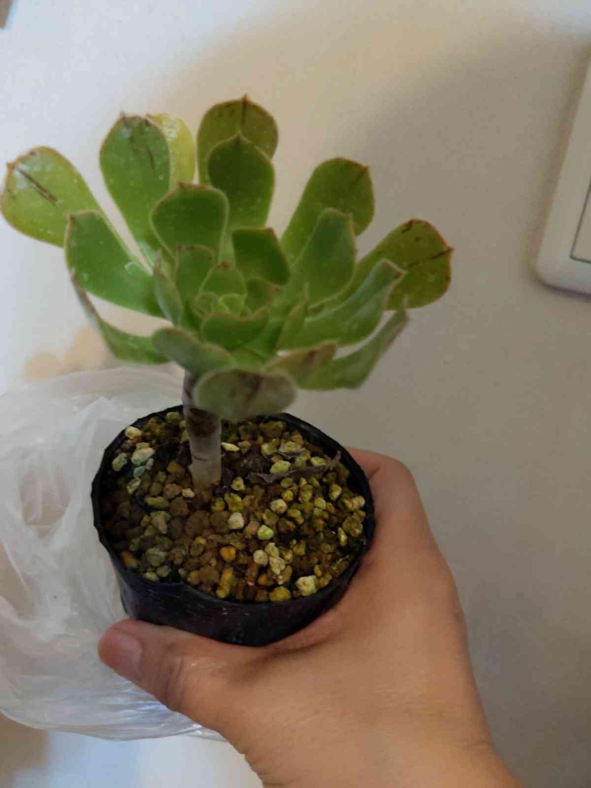 バルサミフェルムの一覧｜🍀GreenSnap（グリーンスナップ）