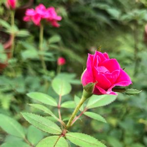 ミニバラ,ミニバラ,鉢植え,ガーデニング,ばら バラ 薔薇の画像