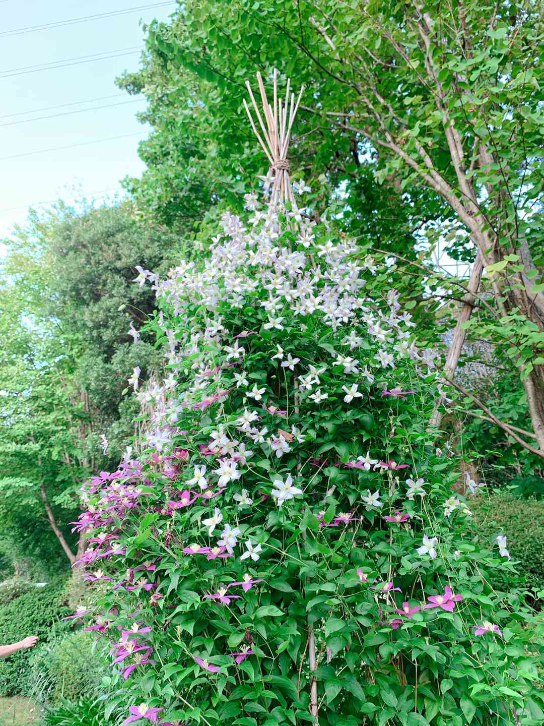 クレマチスの丘「ヴァンジ庭園彫刻美術館」で夕涼み｜🍀GreenSnap