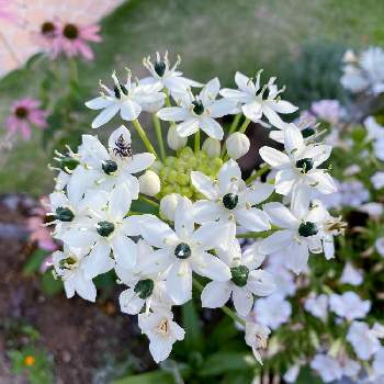 オーニソガラム サンデルシーの投稿画像一覧 Greensnap グリーンスナップ